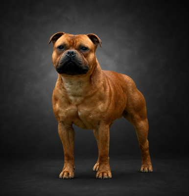 Étalon Staffordshire Bull Terrier - Bluedogcity Valentino