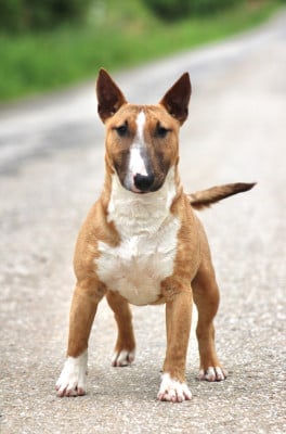 Étalon Bull Terrier Miniature - Atomic Du Domaine Des Démons Bretons