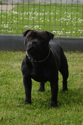 Étalon Staffordshire Bull Terrier - Multi Generation Absolute dream