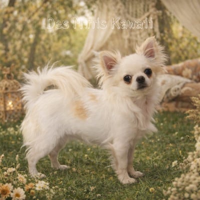 Étalon Chihuahua - Blue Dance Xaddha little hope