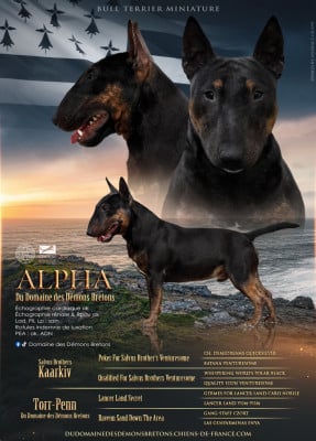 Étalon Bull Terrier Miniature - Alpha Du Domaine Des Démons Bretons