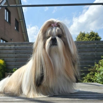 Étalon Shih Tzu - Happy paris queen analand