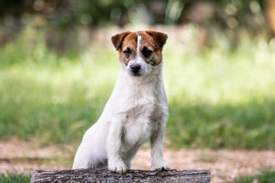 Étalon Jack Russell Terrier - Agent secret du Bois de Compiègne