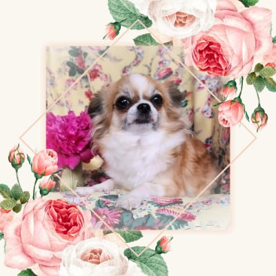 Étalon Chihuahua - Very Precious Fairy Of Elderflower Cottage