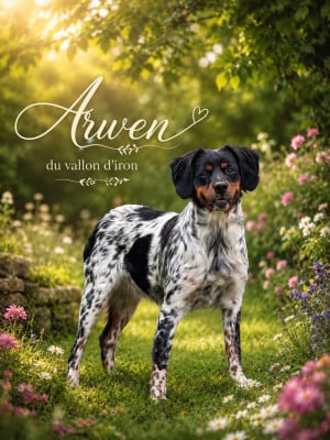 Étalon Epagneul Breton - Arwen Du Vallon D'Iron