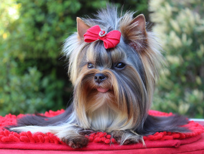 Étalon Yorkshire Terrier - Anna Des Anges de Batignolles