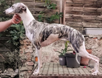 Étalon Whippet - Anda morena du castel minervois