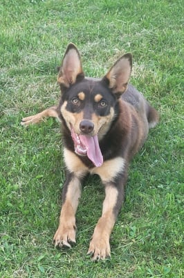 Étalon Australian Kelpie - Ringarooma Akira ace