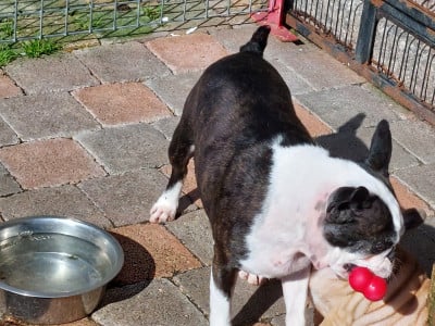 Étalon Boston Terrier - On est bien peu de chose de Crocs Minilus