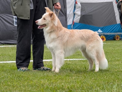 Étalon Border Collie - Via del corso De La Lumière De Nerthus