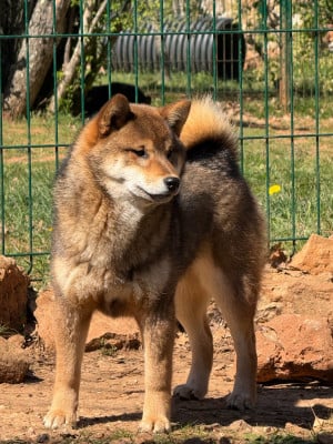 Étalon Shiba - Ayaka De La Vallée Des Loges
