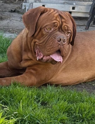Étalon Dogue de Bordeaux - Urielle du domaine des Rouvres