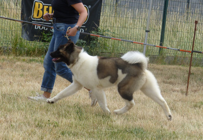 Étalon Akita americain - Alive and Kicking (dite ALIE) du Lac Brûlé