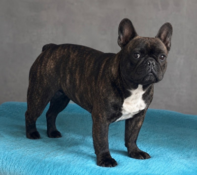 Étalon Bouledogue français - Vini viti vici de l'Empire des Hellls