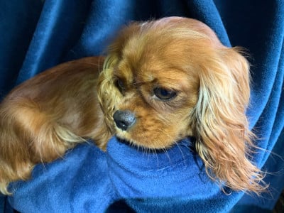 Étalon Cavalier King Charles Spaniel - Venyssia Des Eternels Charmeurs
