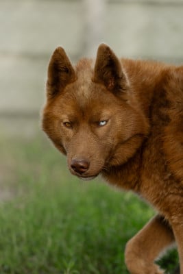 Étalon Siberian Husky - Alwin (Sans Affixe)