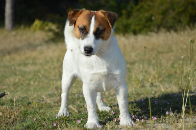 Étalon Jack Russell Terrier - Jack N Roll ALL STAR