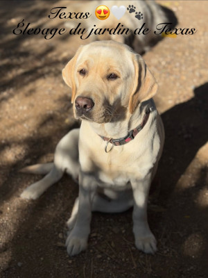 Étalon Labrador Retriever - Texas des Terres de la Chatelaine