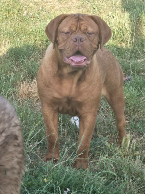 Étalon Dogue de Bordeaux - Adishatz De L'Elite Royal Dog