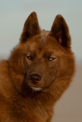 Étalon Siberian Husky - Alwin (Sans Affixe)