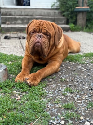 Étalon Dogue de Bordeaux - CH. Orlando de la bulle rouge