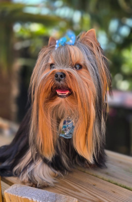 Étalon Yorkshire Terrier - Léonard (Sans Affixe)