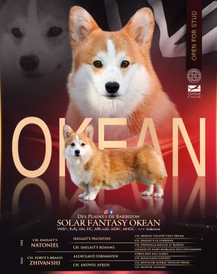 Étalon Welsh Corgi Pembroke - solar fantasy OKEAN