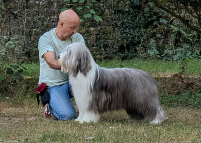 Étalon Bearded Collie - Aristo Du Domaine De Gotham