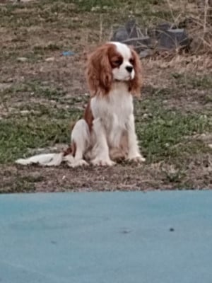 Étalon Cavalier King Charles Spaniel - Vasco de la Cité d'Hinka
