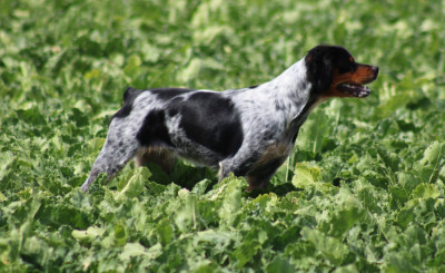 Étalon Epagneul Breton - Abby De La Vallée De La Py