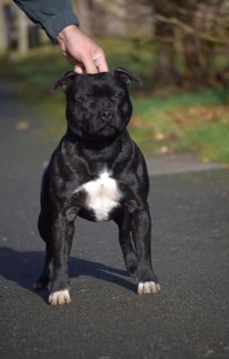 Étalon Staffordshire Bull Terrier - Voila le père