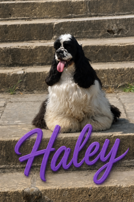Étalon American Cocker Spaniel - Meggie's All I Dream Is You