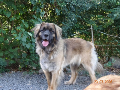 Étalon Leonberger - VANDA Au Coeur Cantalou