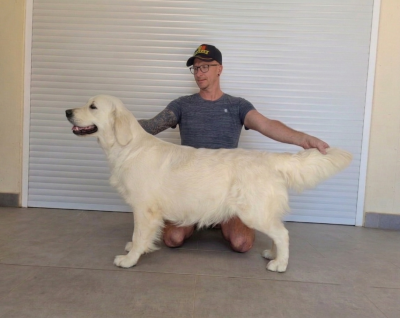 Étalon Golden Retriever - Adja bella de Bihan ki breizh