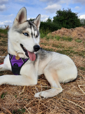 Étalon Siberian Husky - Liubov's Anouchka