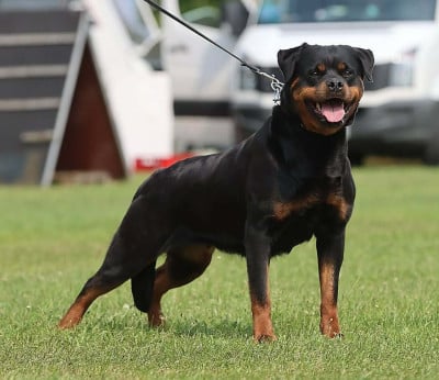 Étalon Rottweiler - Ricka du champ des louves