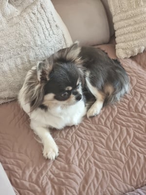 Étalon Chihuahua - Aelys Blue Du Bonheur De Kaïza