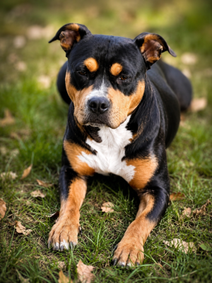 Étalon American Staffordshire Terrier - Uriana (Sans Affixe)