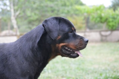 Étalon Rottweiler - Uppsala Des Cheuns Du Saintonge