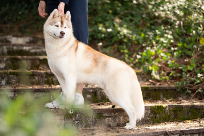 Étalon Siberian Husky - blissful embrace Pele fatefulovich