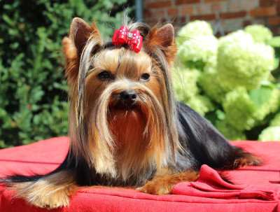 Étalon Yorkshire Terrier - Ilias halimeda