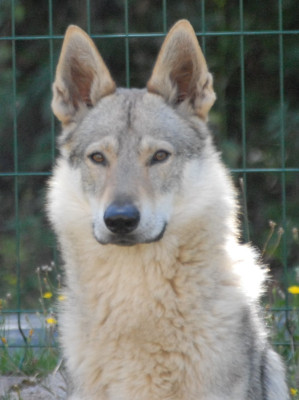 Étalon Chien-loup tchecoslovaque - CH. Vah'al noosh pal-kyss de la mollyniere de lo'scale