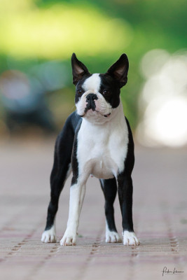 Étalon Boston Terrier - Arabesque Sweeties Doggies