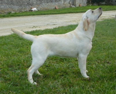 Étalon Labrador Retriever - Angel Sand De Silver Swann