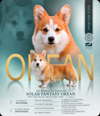 Étalon Welsh Corgi Pembroke - solar fantasy OKEAN