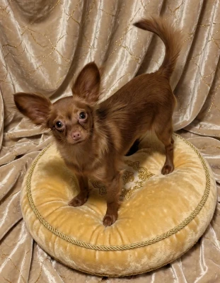 Étalon Russkiy Toy (Petit Chien Russe) - Annouchka-Toupie au Royaume D'ultra