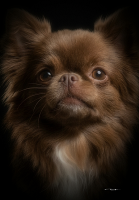 Étalon Chihuahua - CH. Alicia Girl On Fire Of Blue Moon's Diamond