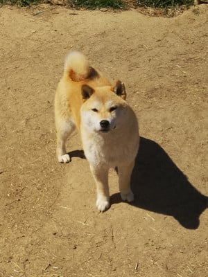 Étalon Shiba - Akira du Domaine du Clos Benoît