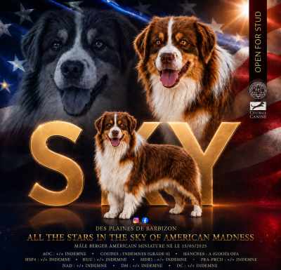 Étalon Berger Américain Miniature  - All the stars in the sky of Of American Madness