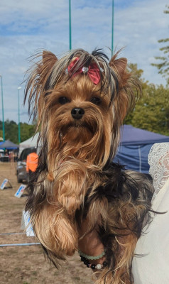 Étalon Yorkshire Terrier - luxury magic Aragon